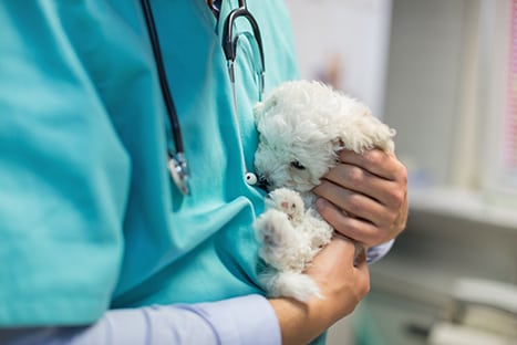Pet Vaccinations in Hanover
