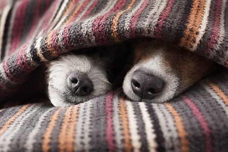 Pet Spay Neuter in Hanover