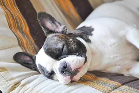Pet Laser Therapy in Hanover