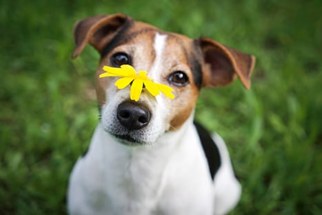 Pet Allergies in Hanover