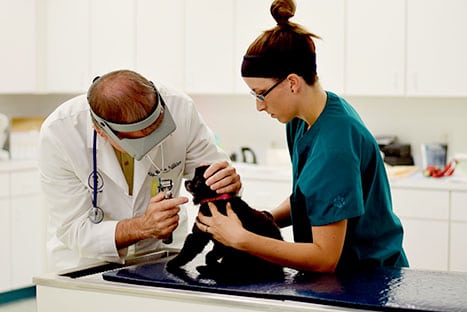 Pet Exams in Hanover