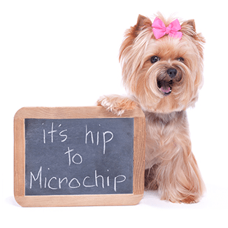Pet Exams in Hanover