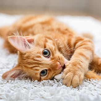 cat lying on a rug