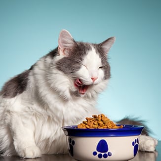 cat eating food from a bowl and licking her mouth
