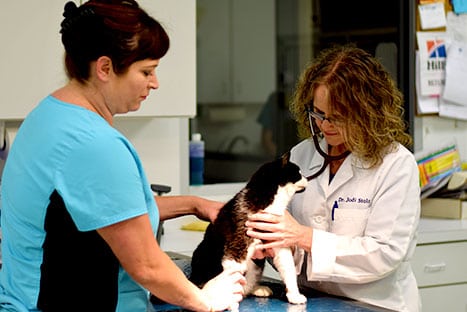 two veterinarians examining a cat