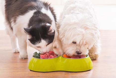 cat and dog eating from a bowl
