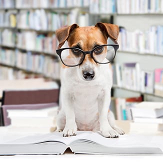 dog wearing glasses sitting on book