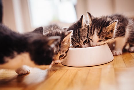 kittens eating food