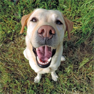 Pet Dental Care in Hanover